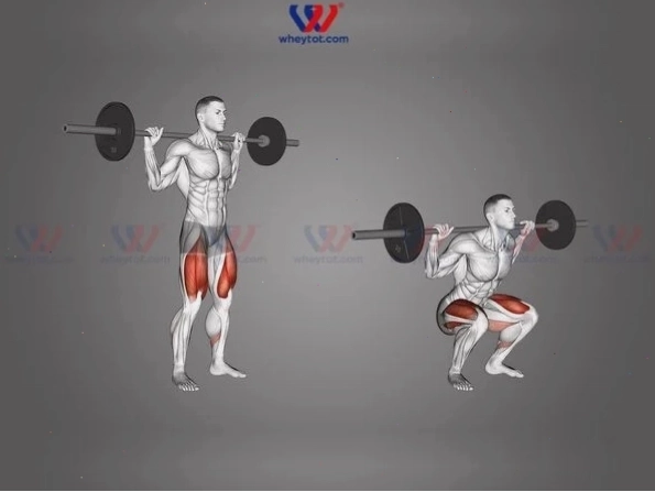 Bài tập chân cho nam Barbell Squat