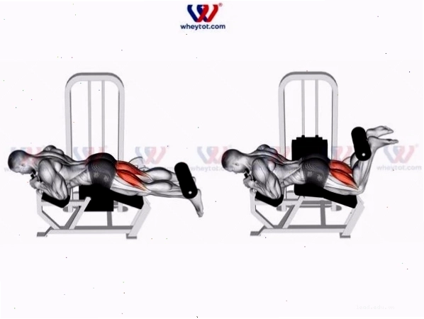 Bài tập chân cho nam Leg Curl để tác động vào đùi sau