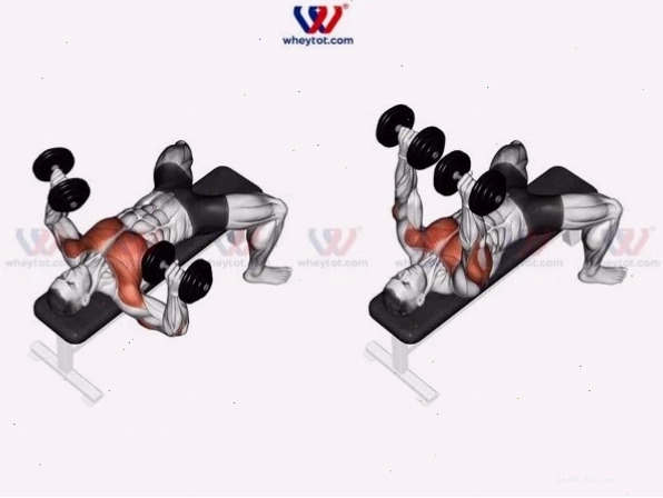 Bài tập cơ ngực cho nam Barbell Bench Press trong lịch tập Push