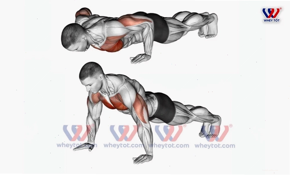 Bài tập ngực to hít đất - Push Up