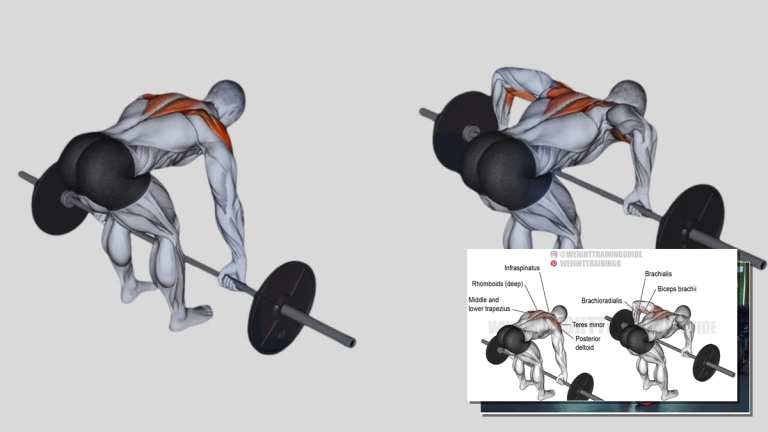 Barbell Rear Delt Row: Hướng dẫn chi tiết và các nhóm cơ liên quan