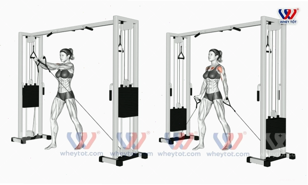 Bay ngực với dây cáp từ dưới lên