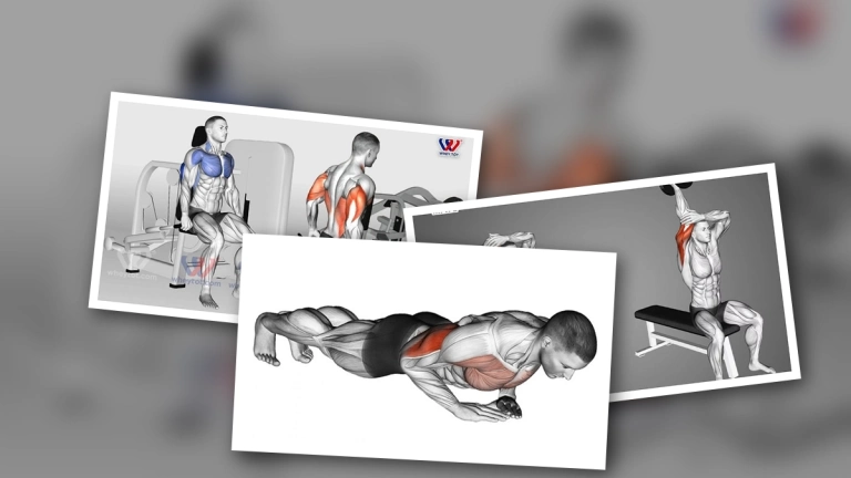 Các Bài Tập Tay Sau Cho Nam: Bí Quyết Sở Hữu Cánh Tay Vạm Vỡ Toàn Diện