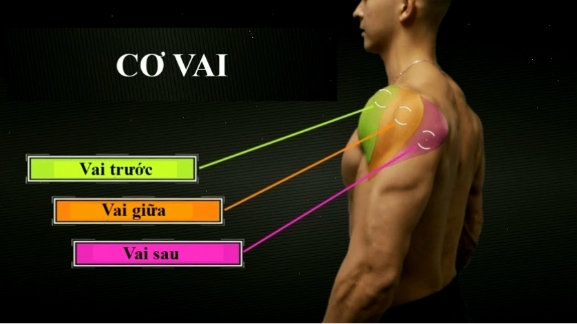 Cận cảnh cơ vai săn chắc của vận động viên thể hình