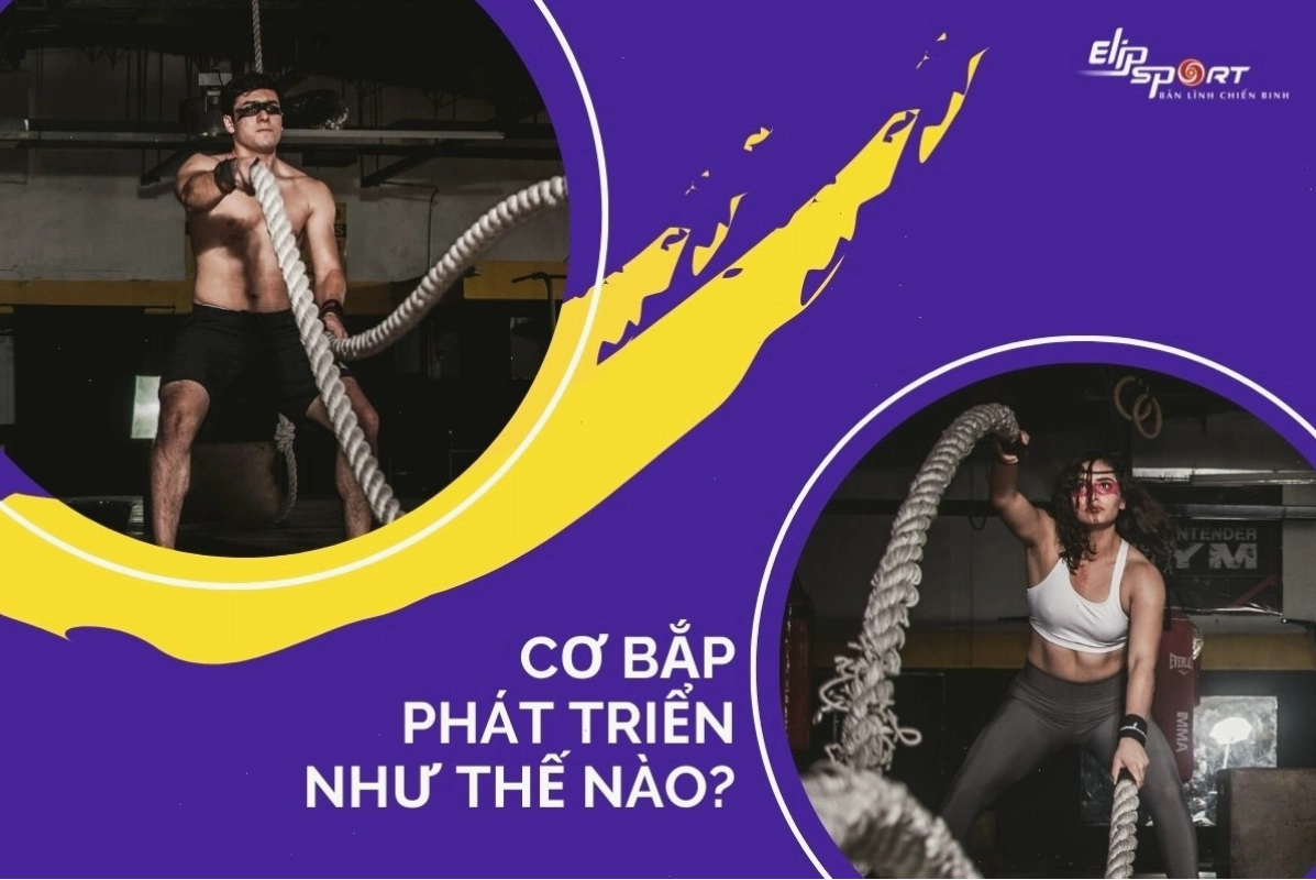Cơ bắp phát triển như thế nào