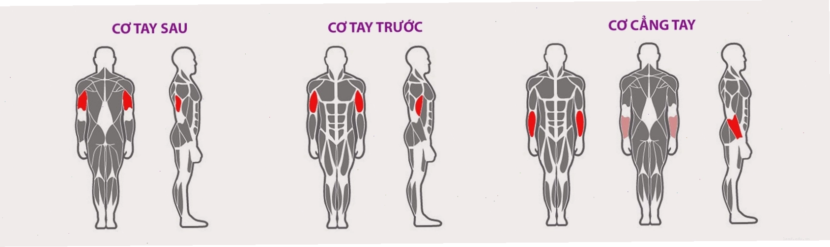 Danh mục các loại máy tập cơ tay đa dạng