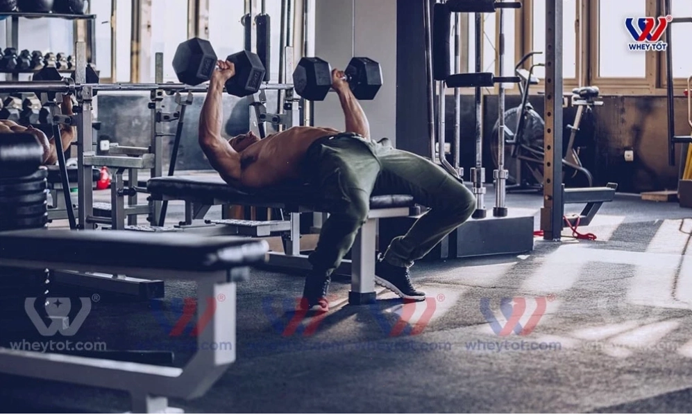 Đẩy ngực với tạ đơn - Dumbbell Bench Press