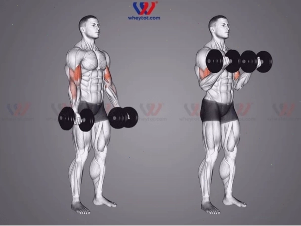 Động tác chuẩn của bài tập tay trước với tạ đơn Dumbbell Bicep Curl
