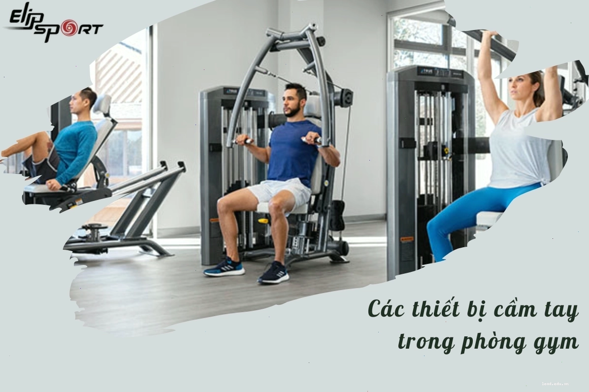 Hình ảnh minh họa các nhóm cơ chính trên cơ thể người