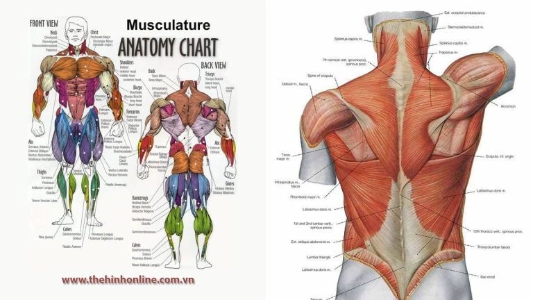 Khám phá chi tiết 12 nhóm cơ trên cơ thể người và cách tập luyện hiệu quả