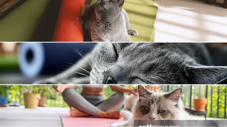 Khám phá Thú vị về Yoga Cùng Mèo (Cat Yoga) cho Trẻ
