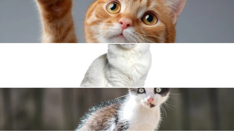 Khám phá tư thế Mèo (Cat Pose) trong Yoga: Lợi ích và cách thực hiện