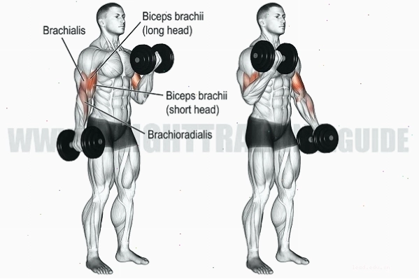 Lợi ích của bài tập Bicep Curl đối với cơ tay trước