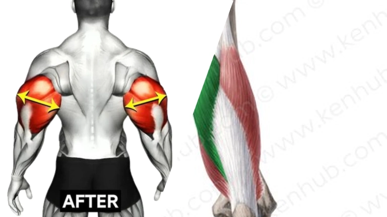 Long Head Triceps: Bài Tập Tối Ưu Cho Cánh Tay To Vạm Vỡ