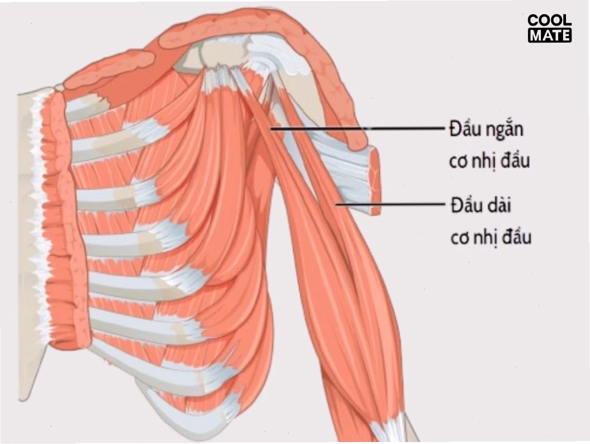 Minh họa cấu tạo đầu ngắn và đầu dài của cơ nhị đầu