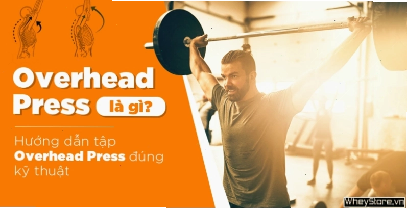 Minh họa động tác Overhead Press chuẩn kỹ thuật