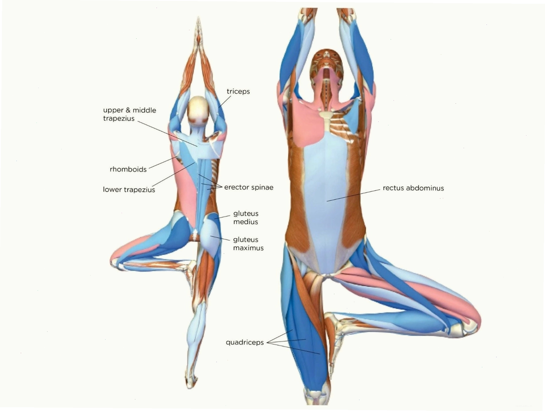 Minh họa giải phẫu cơ thể trong tư thế Tree Pose Vrksasana