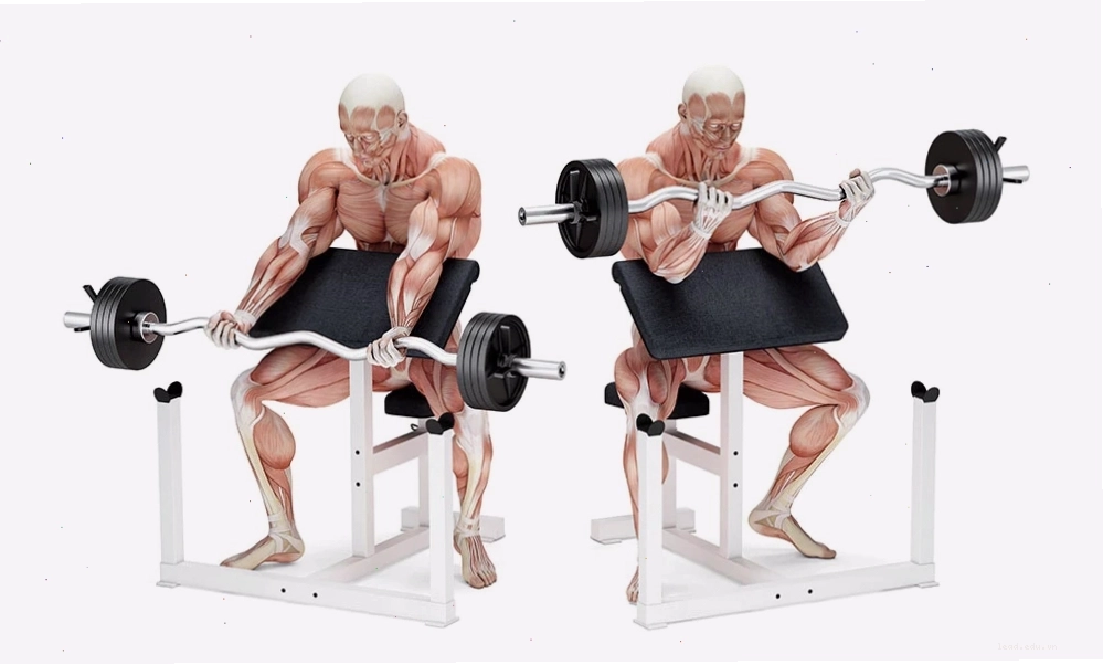 Người đàn ông thực hiện bài tập Preacher Curls với tạ đòn