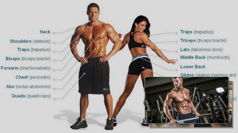 Người tập gym tiếng Anh là gì? Giải mã thuật ngữ và bộ từ vựng gym