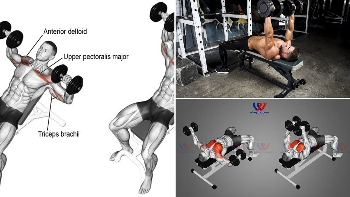 Tập ngực trên với tạ đơn: Bí quyết xây dựng cơ ngực săn chắc