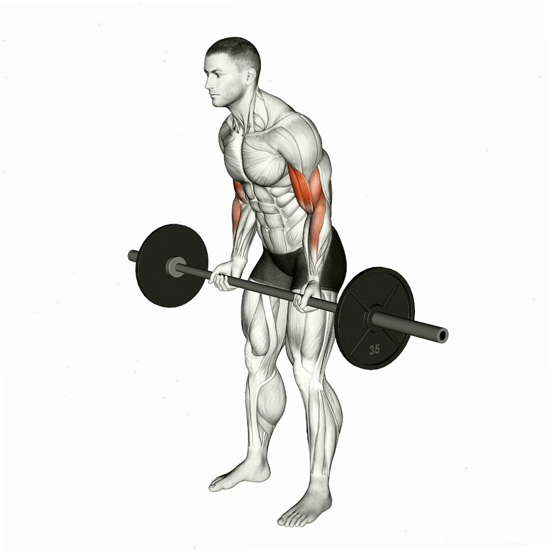 Thực hiện bài tập Standing Barbell Curl với tạ đòn